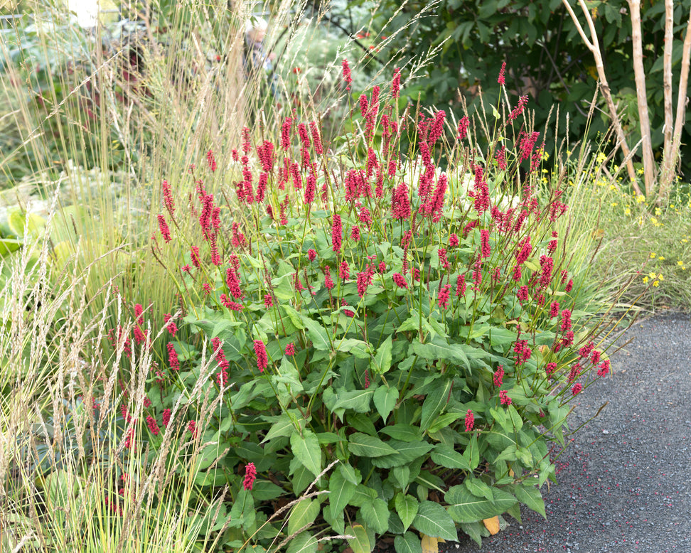 Persicaria 'Blackfield'