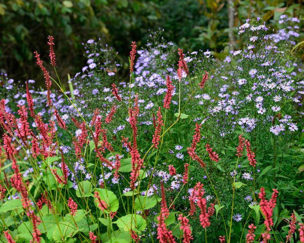 Persicaria 'Blackfield'