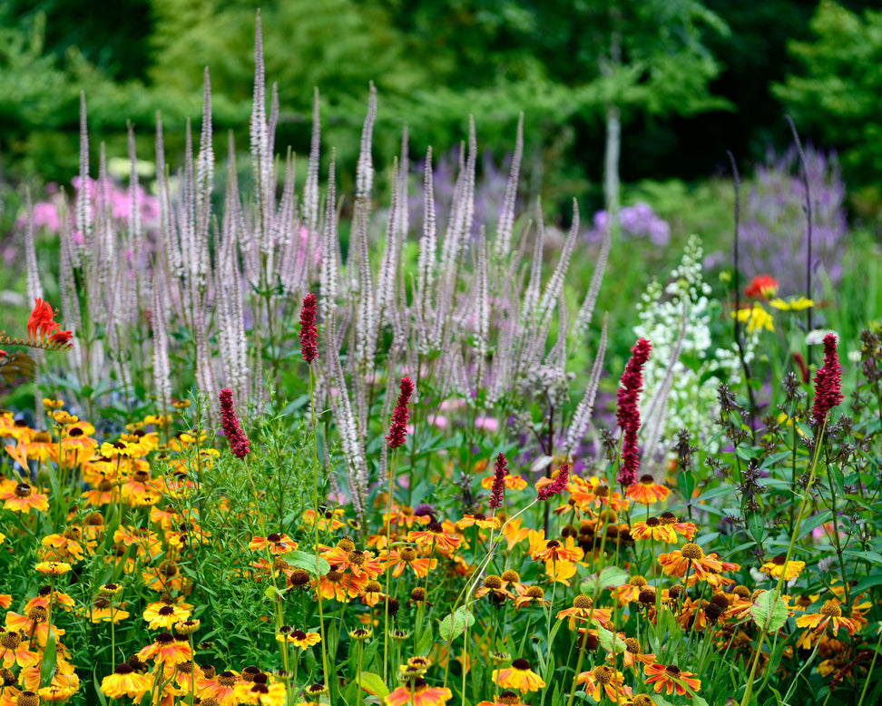 Persicaria 'Blackfield'