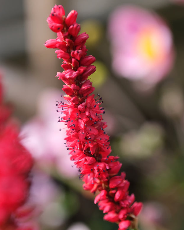 Persicaria 'Bloody Mary'