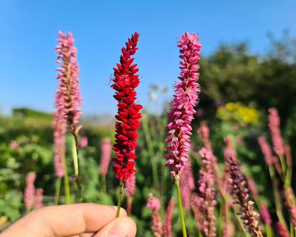 Persicaria 'Bloody Mary'