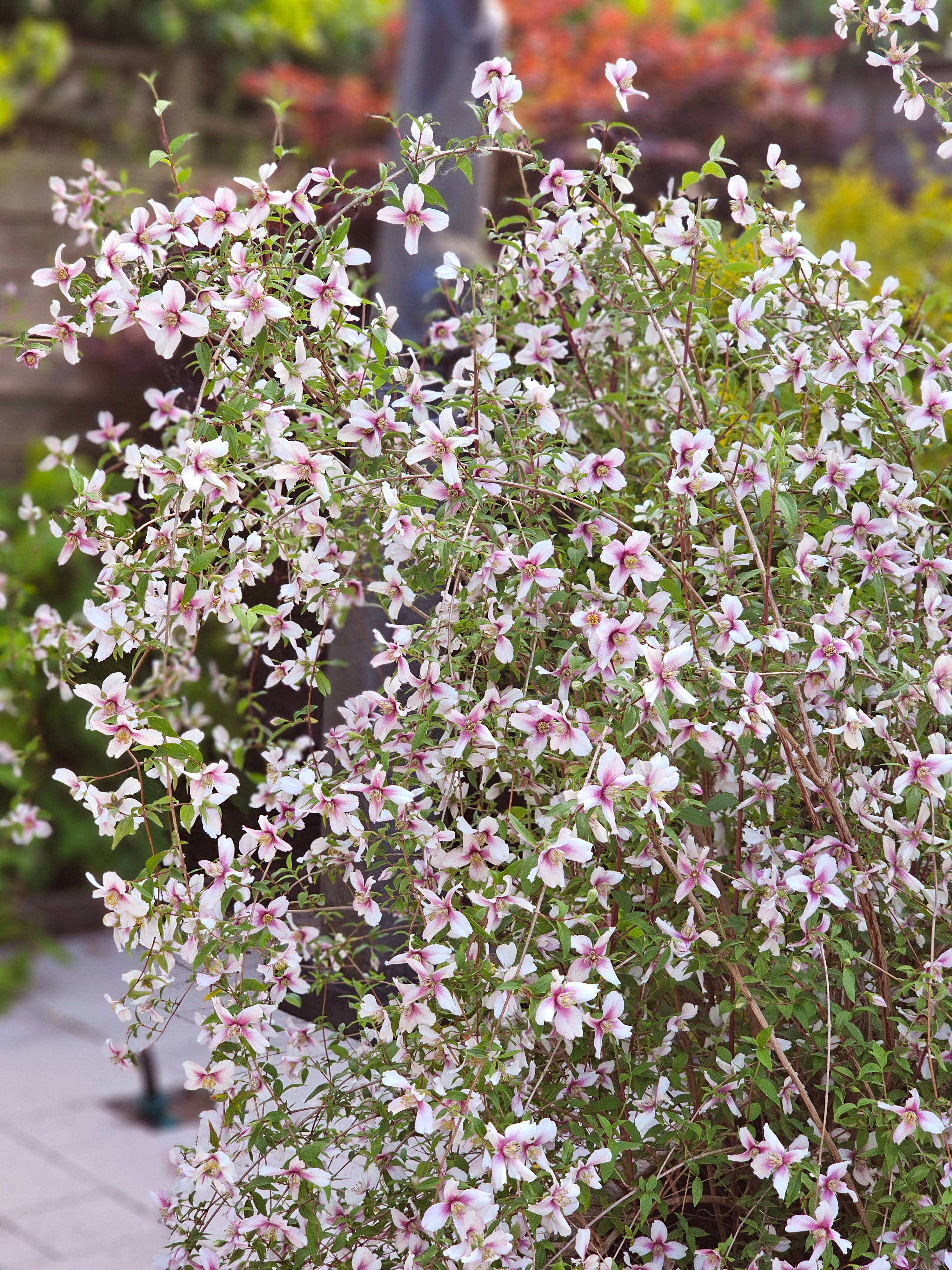 Philadelphus Petite Perfume Pink Bare Roots Buy Mock Orange Plants philadelphus-petite-perfume-pink-bare-roots-buy-mock-orange-plants