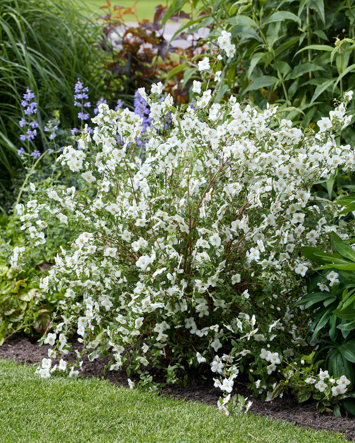 Philadelphus 'Petite Perfume White'