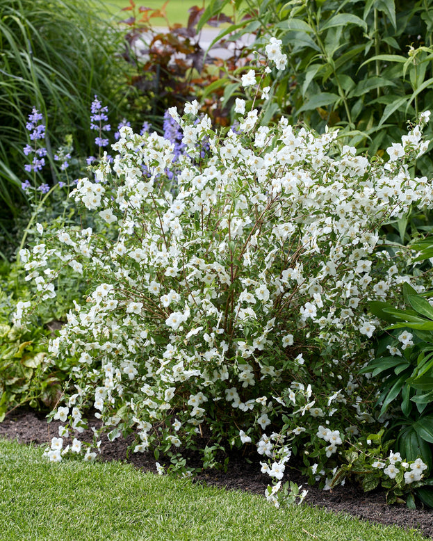 Philadelphus 'Petite Perfume White'