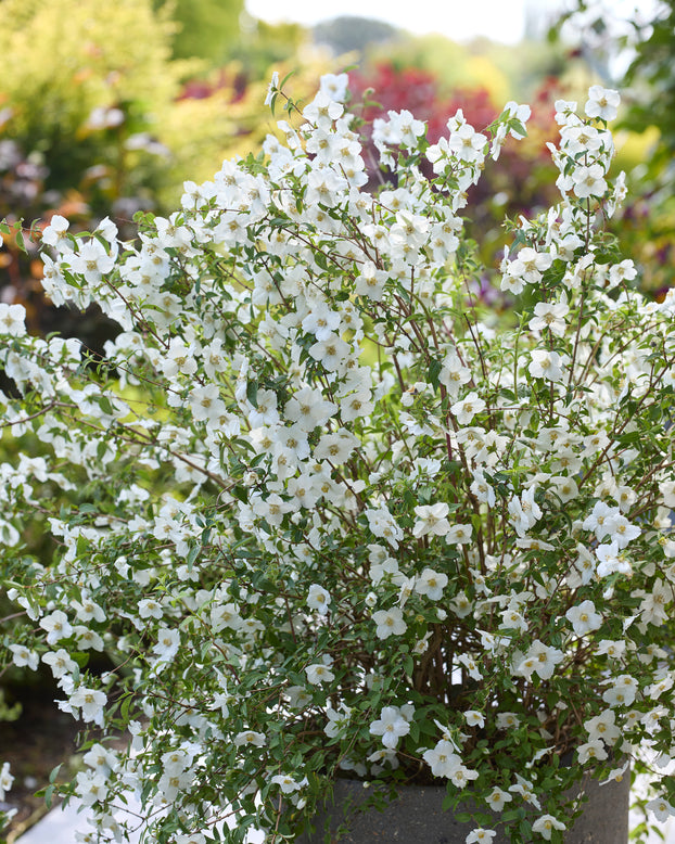 Philadelphus 'Petite Perfume White'
