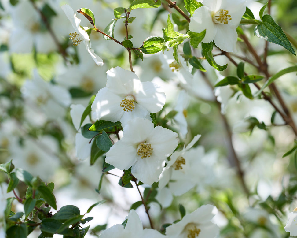 Philadelphus 'Petite Perfume White'