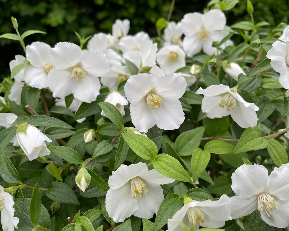 Philadelphus 'Petite Perfume White'