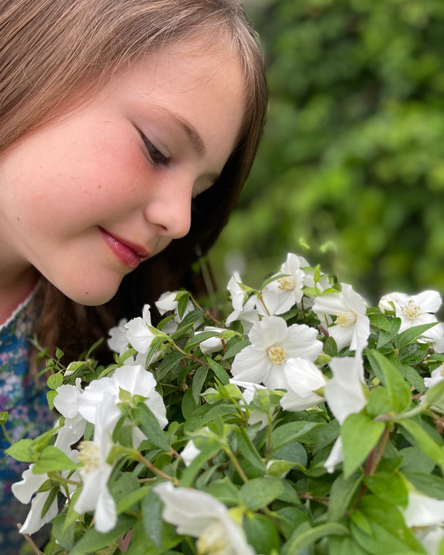 Philadelphus 'Petite Perfume White'