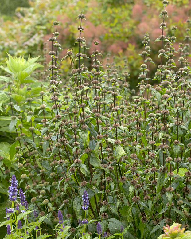 Phlomis 'Amazone'