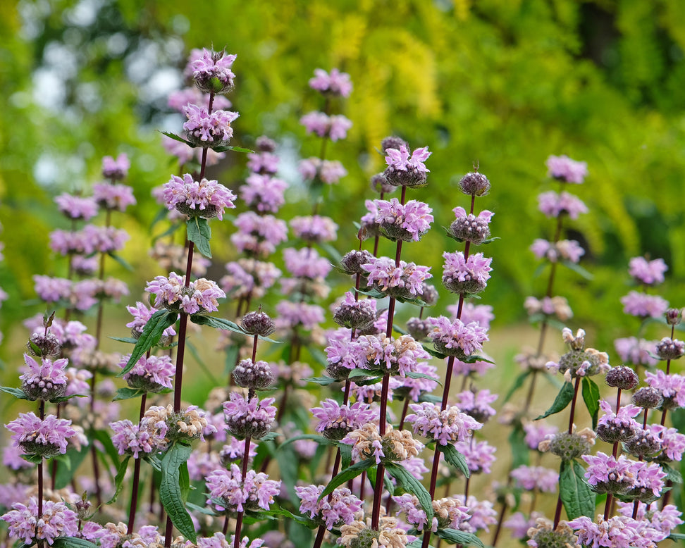 Phlomis 'Amazone'