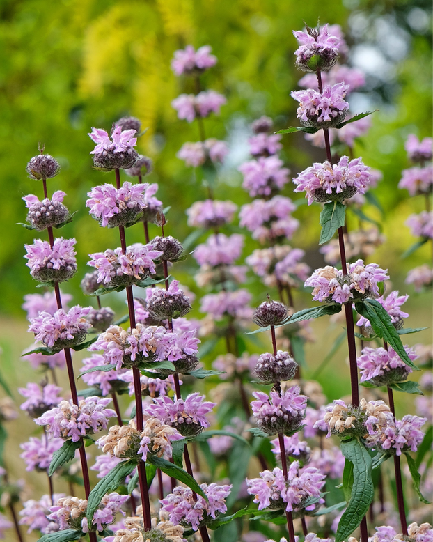 Phlomis 'Amazone'