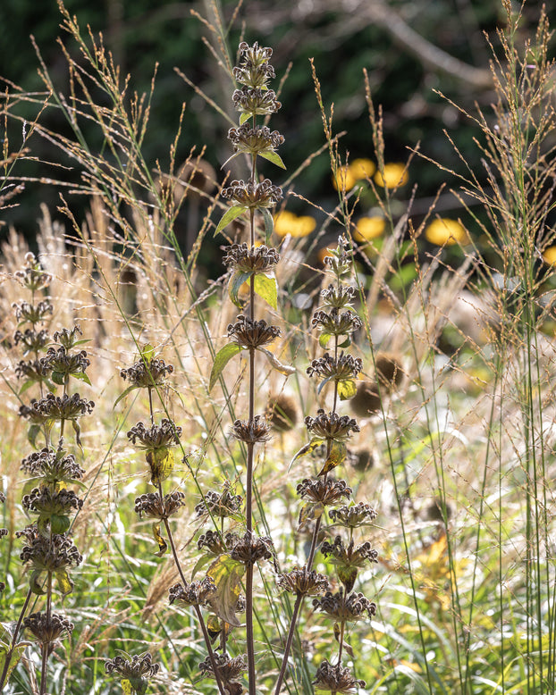 Phlomis 'Amazone'