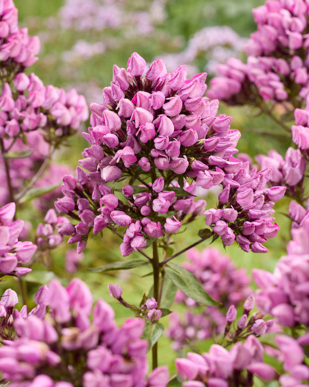 Phlox 'Butonik'