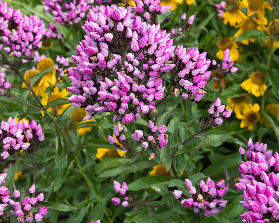 Phlox 'Butonik'