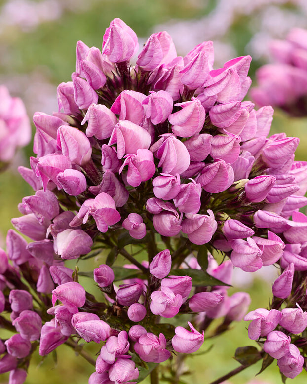 Phlox 'Butonik'