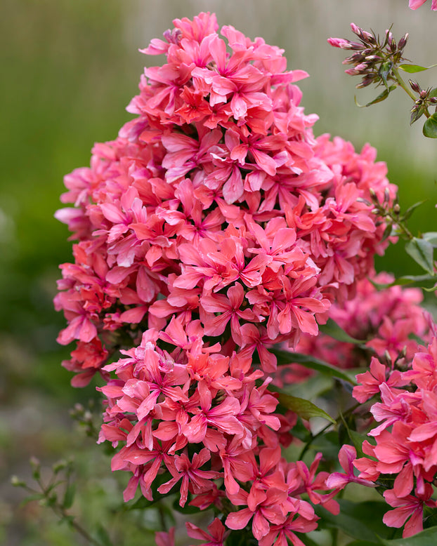 Phlox 'Cleopatra'