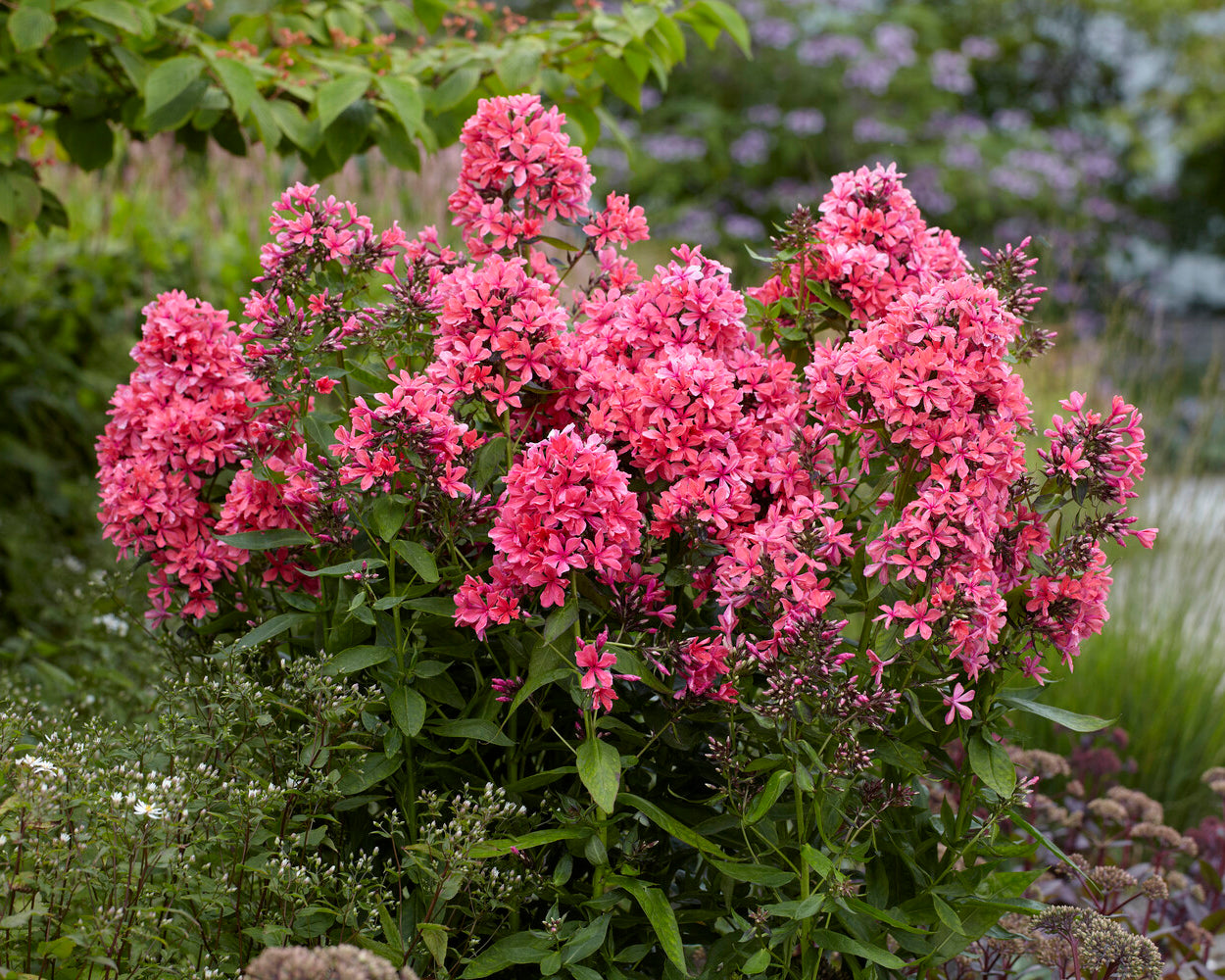Phlox paniculata 'Cleopatra' bare roots | Buy online at Farmer Gracy UK