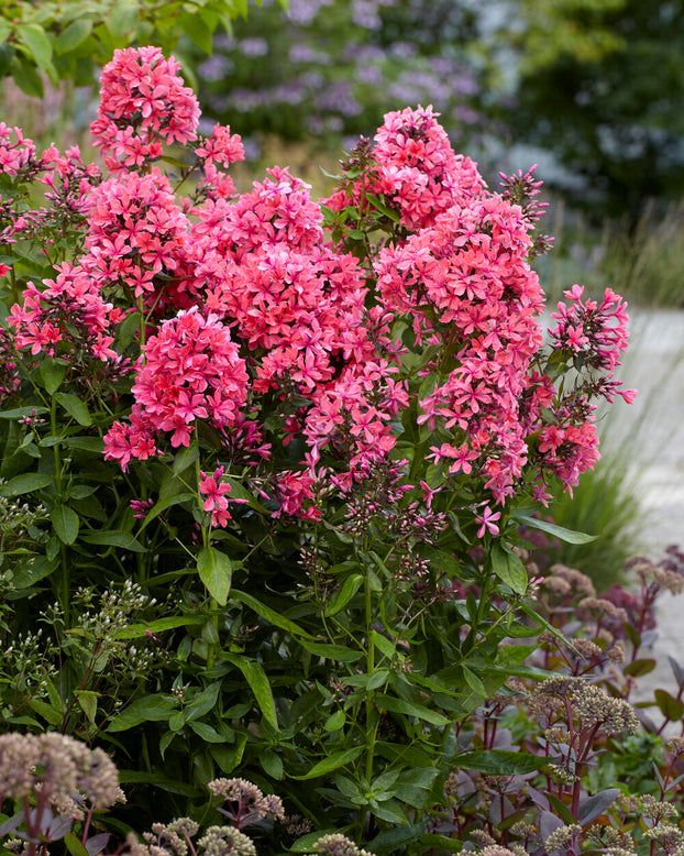 Phlox 'Cleopatra'