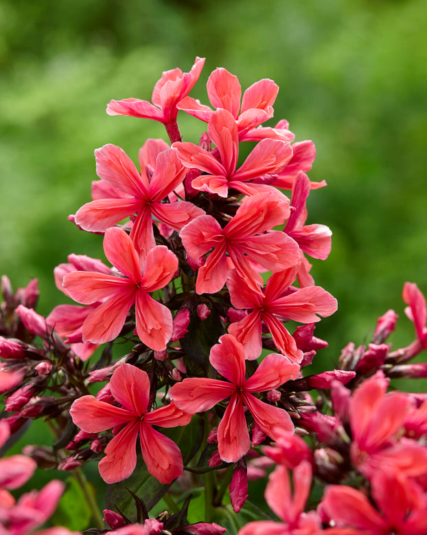 Phlox 'Cleopatra'