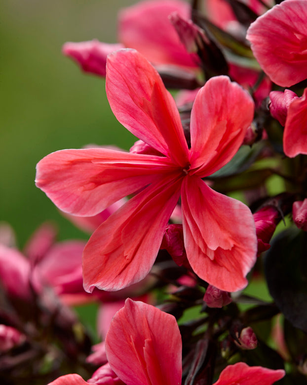 Phlox 'Cleopatra'