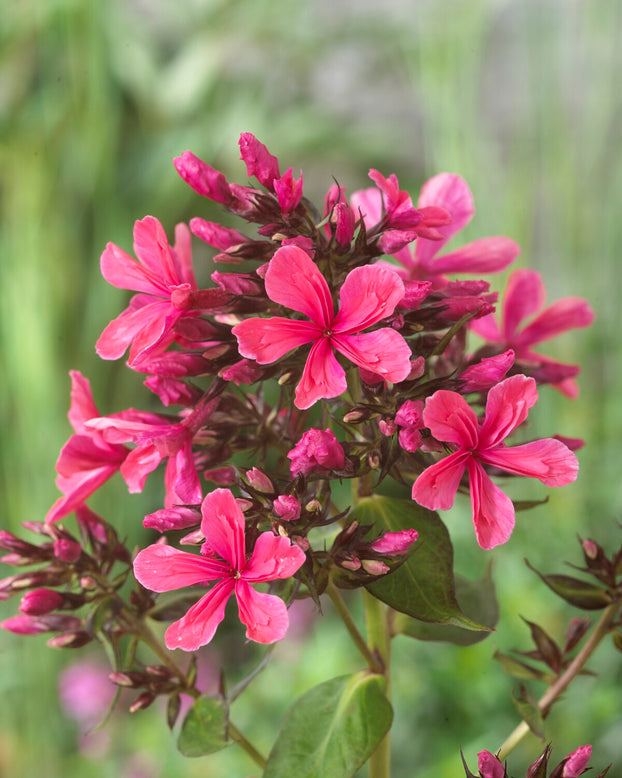 Phlox 'Cleopatra'