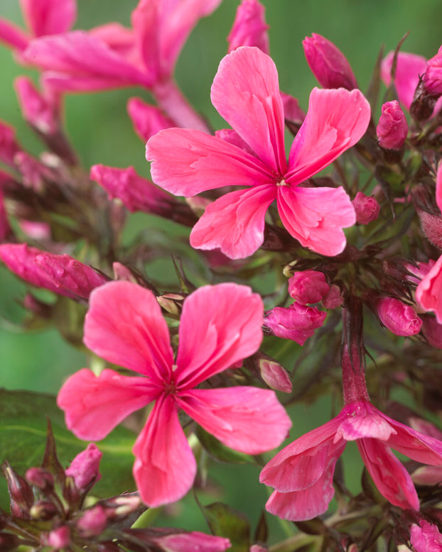 Phlox 'Cleopatra'