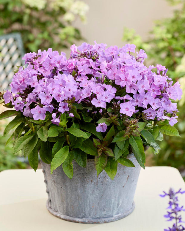 Phlox 'Flatscreen Haze'