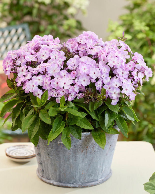 Phlox 'Flatscreen Dawn'