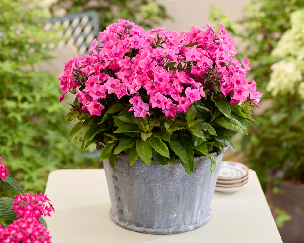 Phlox 'Flatscreen Dusk'