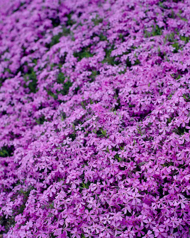 Phlox 'Ground Purple'