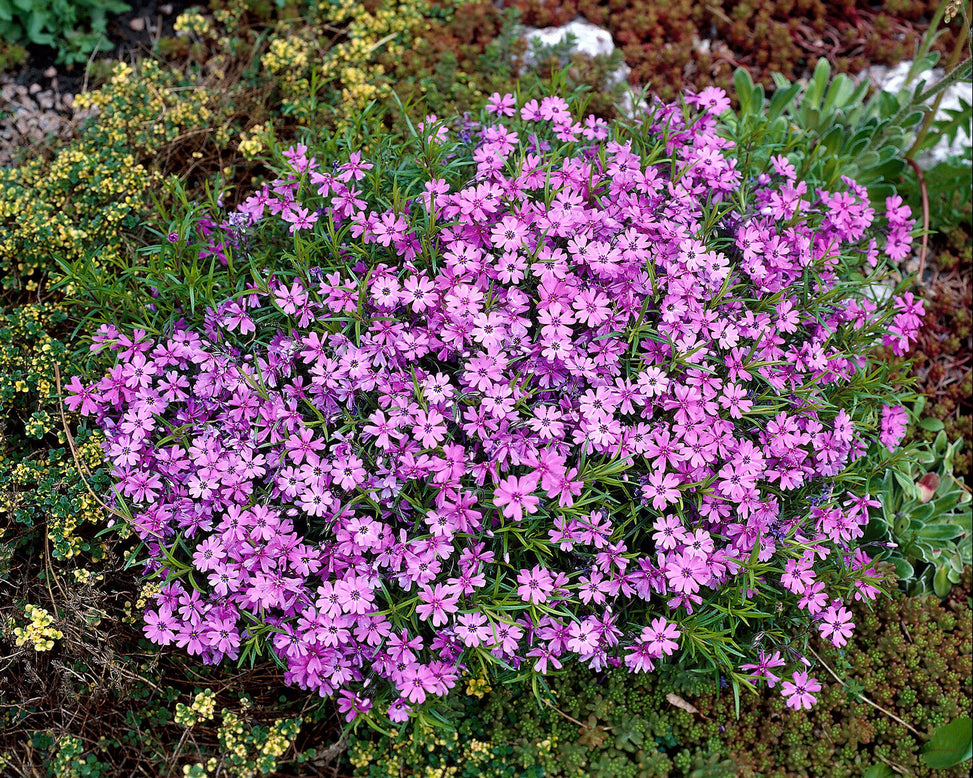 Phlox 'Ground Purple'
