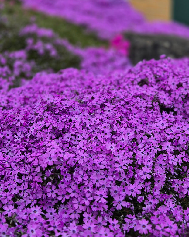 Phlox 'Ground Purple'