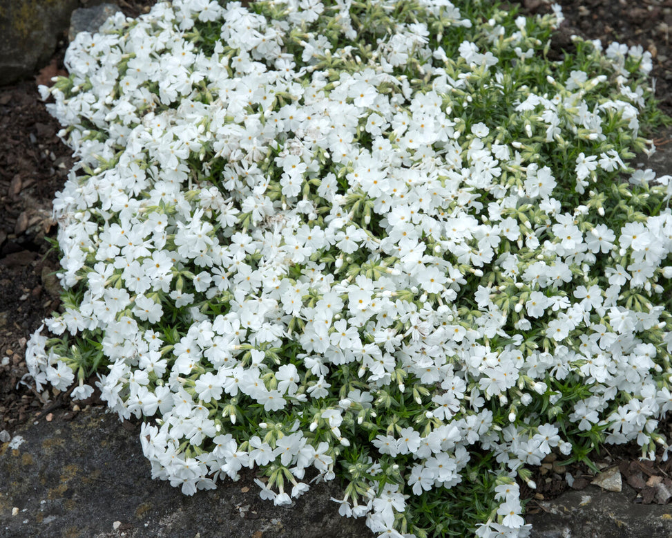 Phlox 'Ground White'