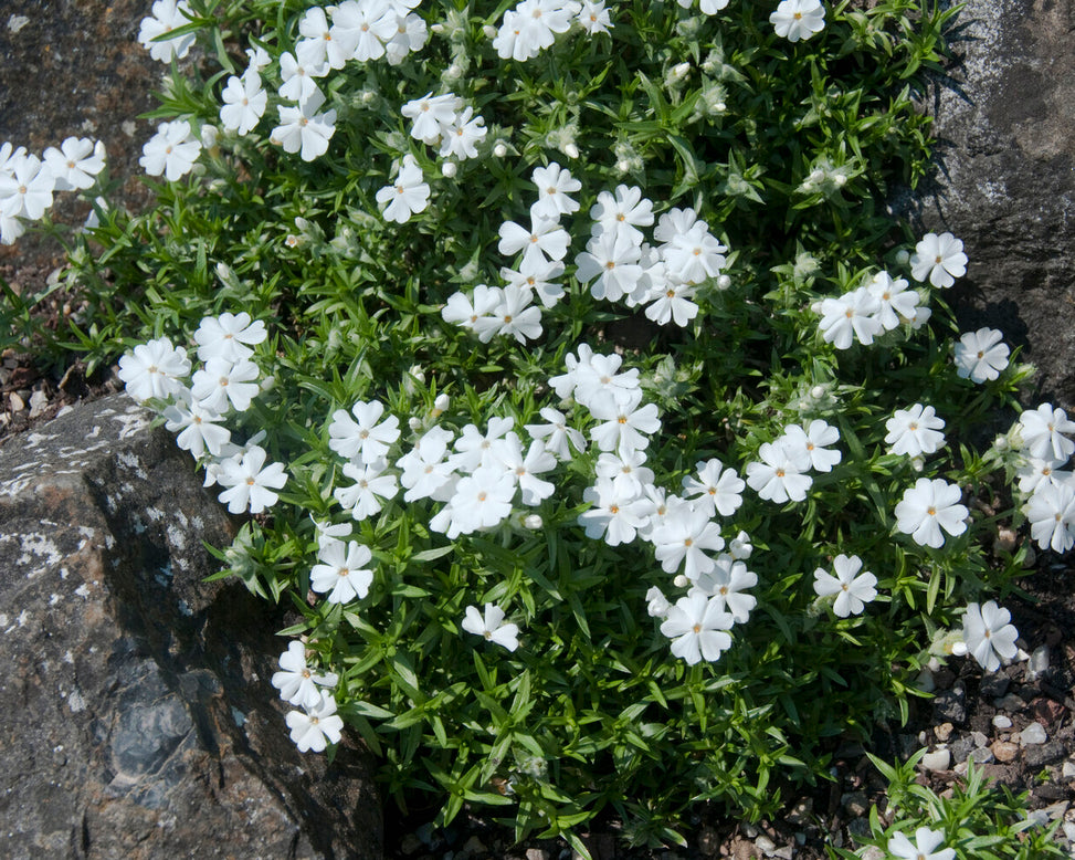 Phlox 'Ground White'