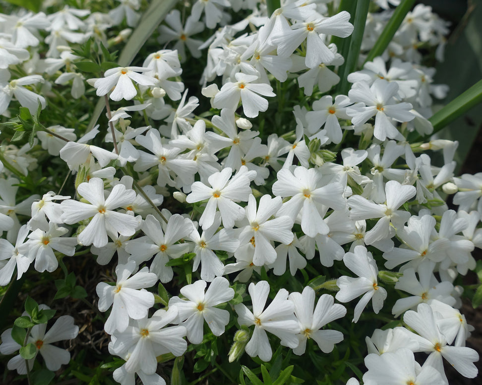 Phlox 'Ground White'