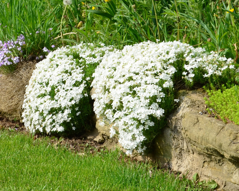 Phlox 'Ground White'