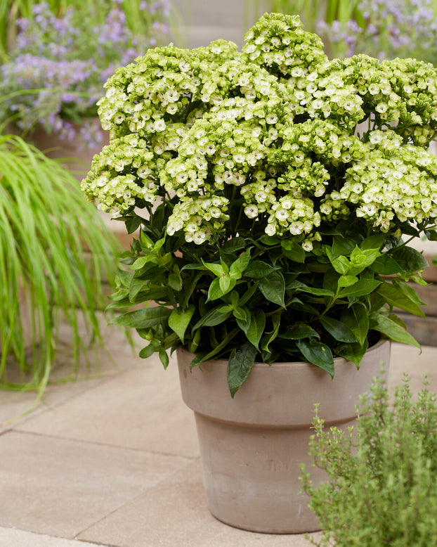 Phlox 'Orchid Green'