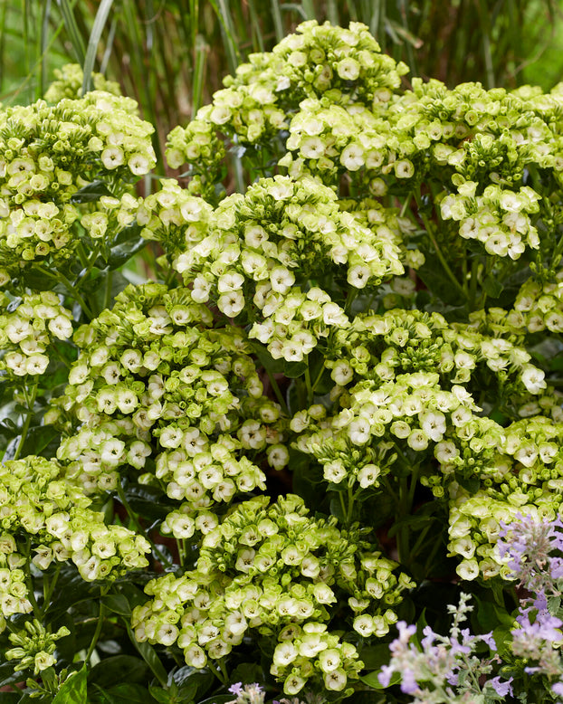 Phlox 'Orchid Green'