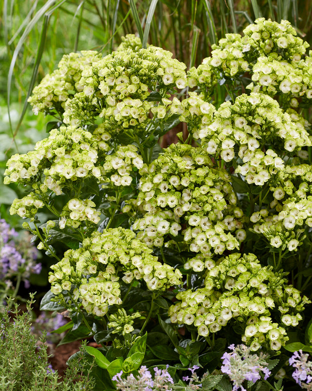 Phlox 'Orchid Green'