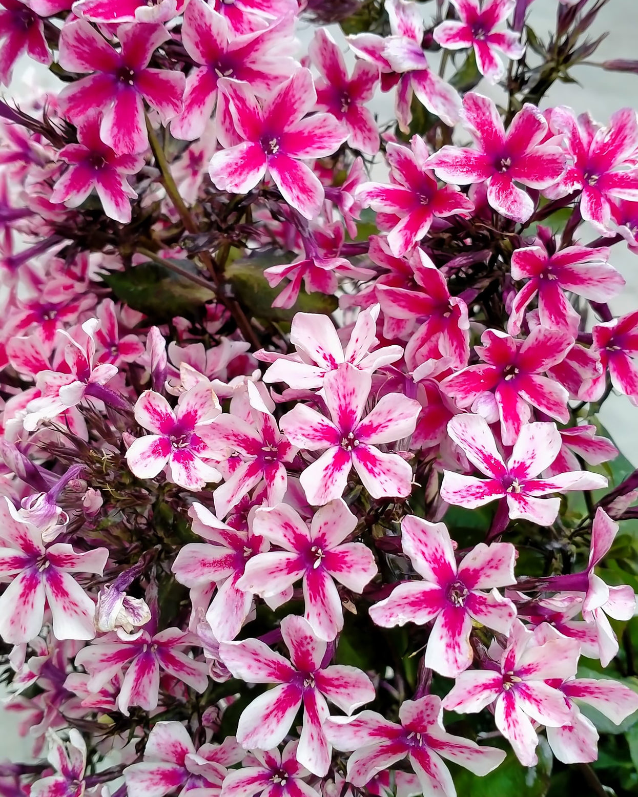 Phlox paniculata 'Palmyra' bare roots | Buy online at Farmer Gracy UK