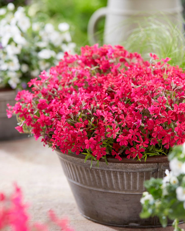 Phlox 'Red Carpet'