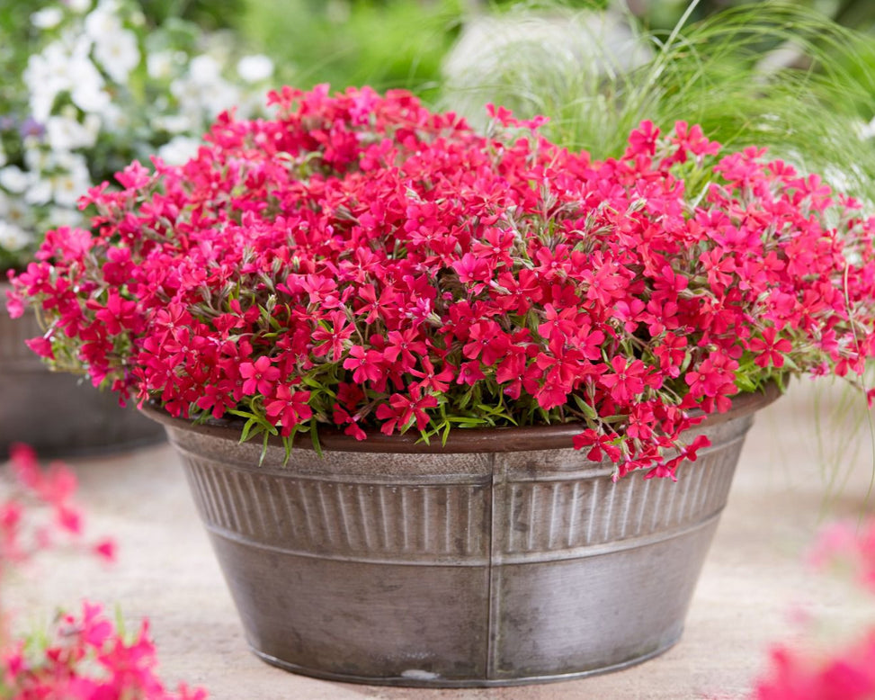 Phlox 'Red Carpet'