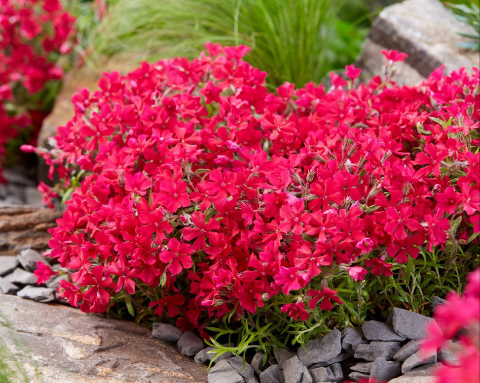 Red flowers growing among rocks and greenery