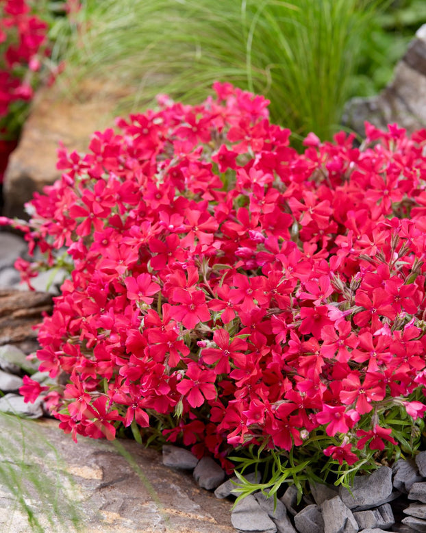 Phlox 'Red Carpet'