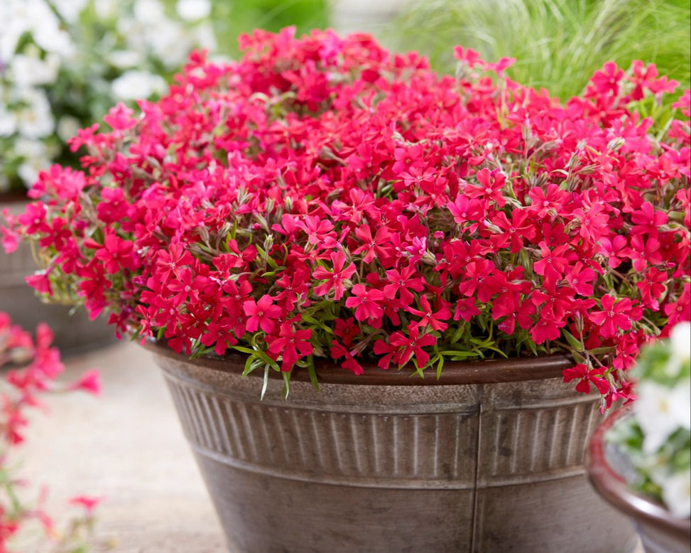 Phlox 'Red Carpet'