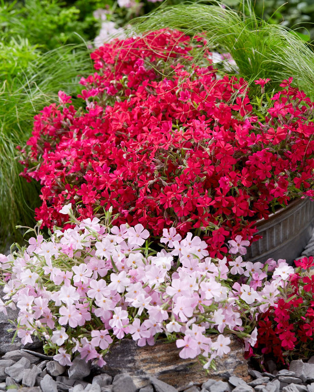 Phlox 'Red Carpet'