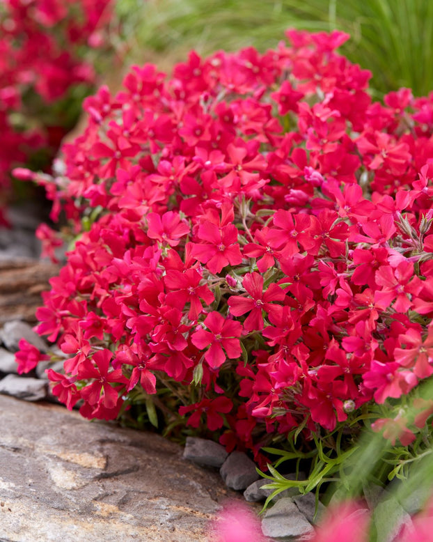 Phlox 'Red Carpet'
