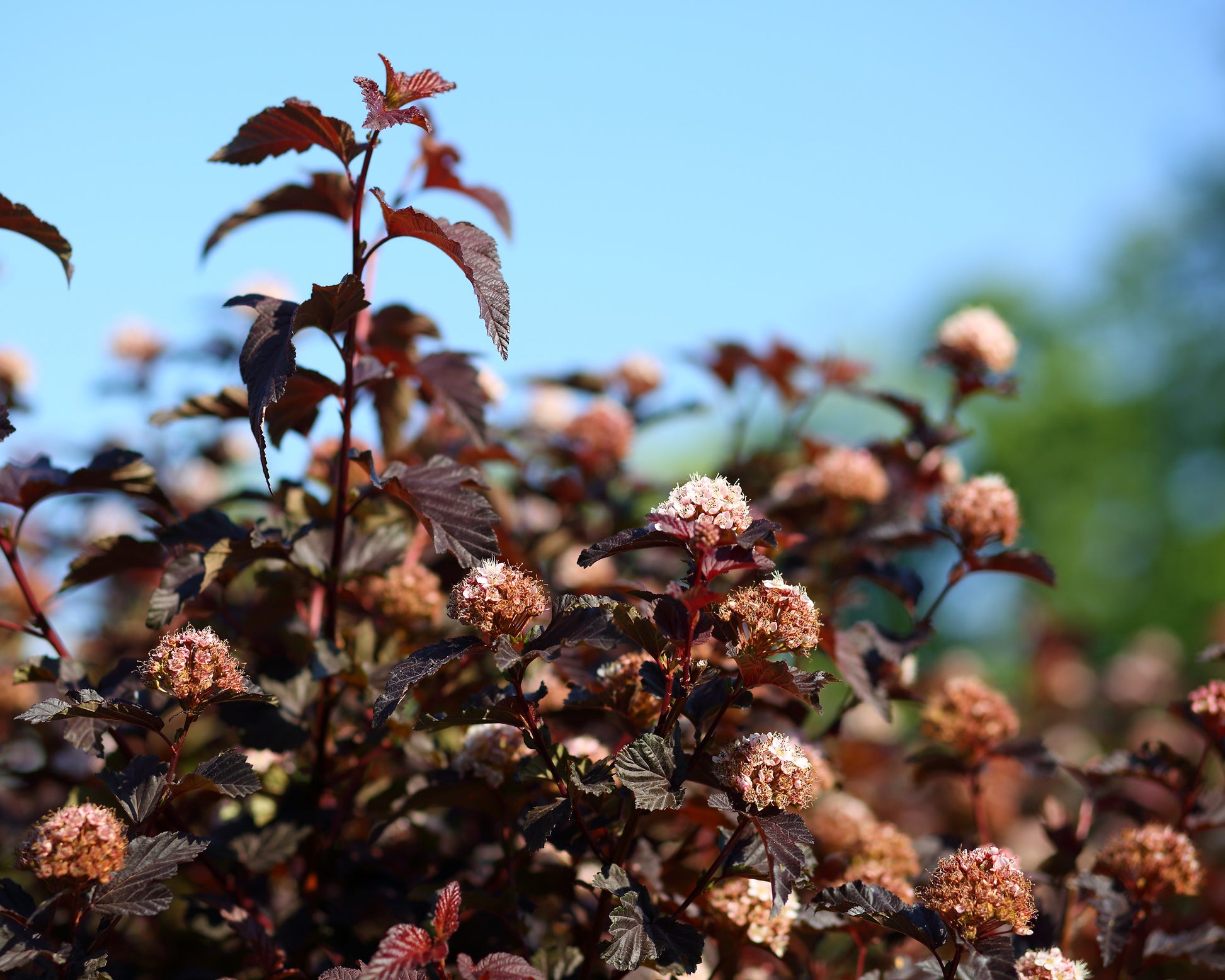 Physocarpus opulifolius 'Lady in Red' bare roots | Buy ninebark online ...