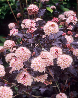 Physocarpus bare roots