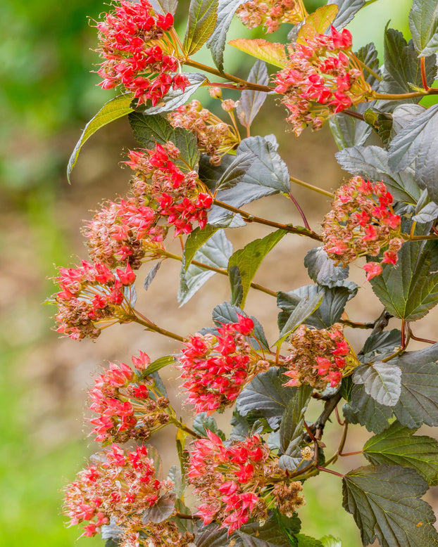 Physocarpus 'Diable d'Or'